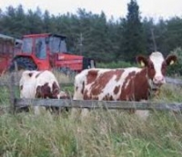 Finnish cows.jpg